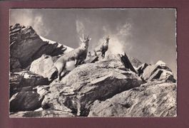 STEINWILD hält Umschau - 1963