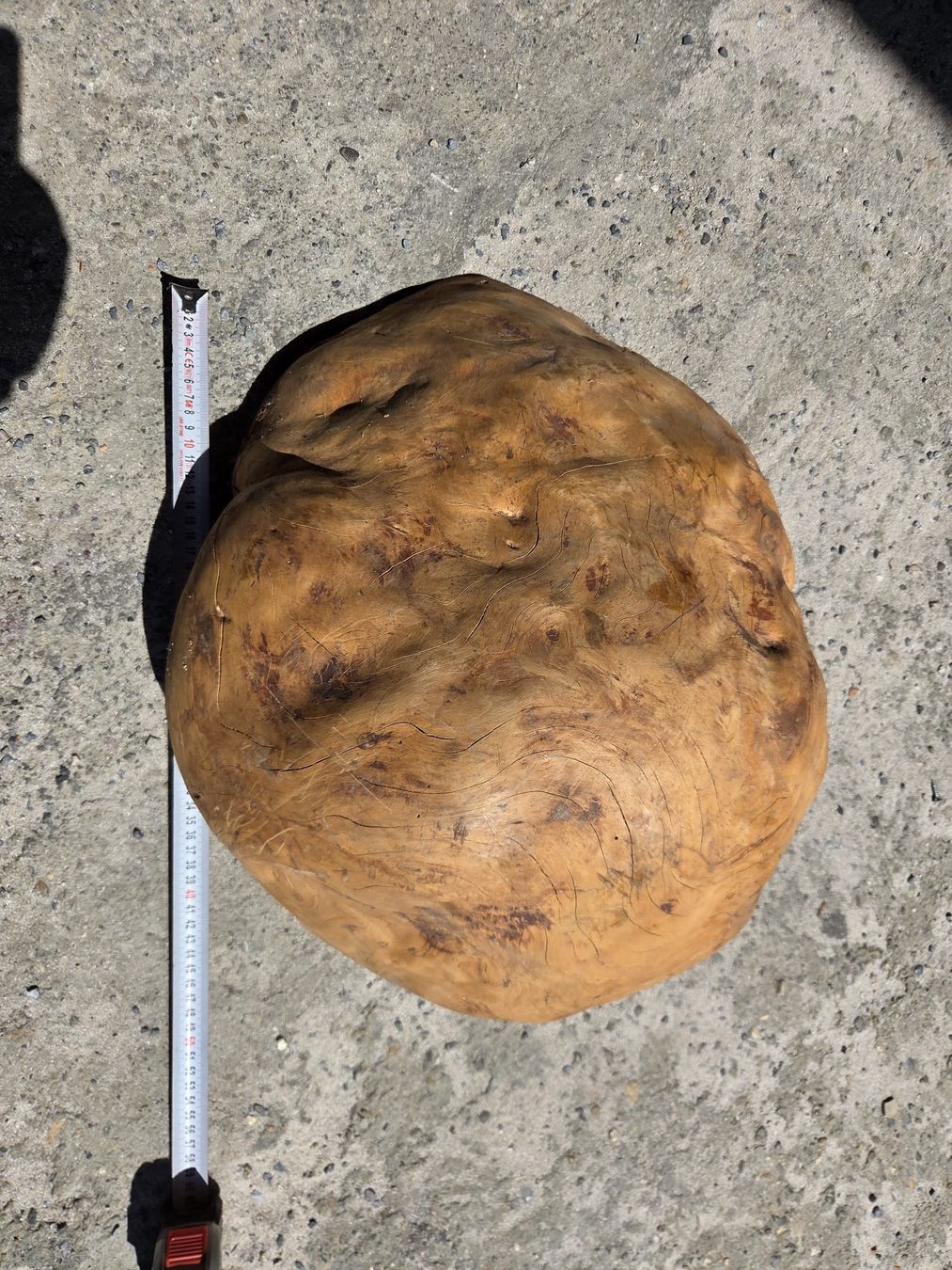 Holzartikel: Olive Holzknolle, Wurzelholz, ca. 40cm Durchmesser – Neu und originalverpackt aus Bottmingen von Mastro-Holzdesign 1