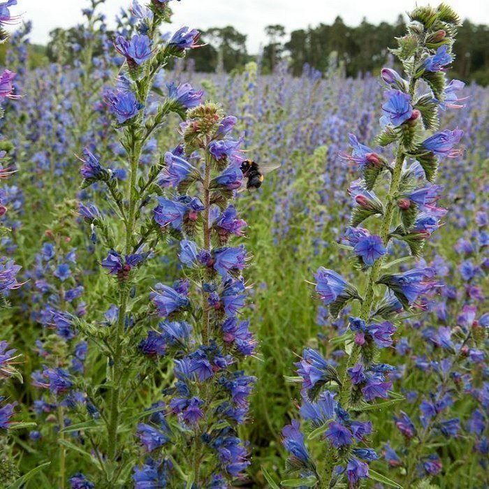 Piante & sementi: 100 Samen Blauer Natternkopf Wildblume – Nuovo (secondo la descrizione) da Ehrendingen venduto da VerveinaSamen 5