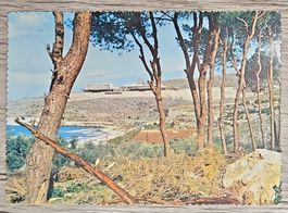 CL22 Carte Postale + Timbre Liban 19xx