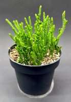 🌿 Crassula muscosa – besondere Sukkulente