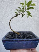 Kleiner Ficus Bonsai