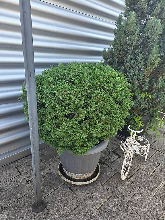 Pflanzen & Samen: Thujakugel / Lebensbaum – Neu (gemäss Beschreibung) aus Höri von fab_w7p5