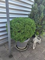 Thujakugel / Lebensbaum