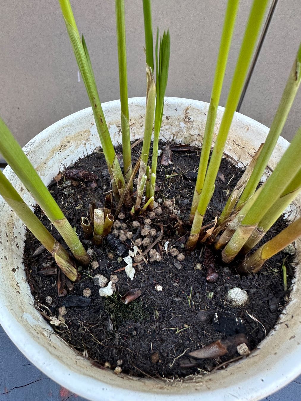 Plantes & graines: PAPYRUS STECKLING – D'occasion à Zürich par NIKI777 1