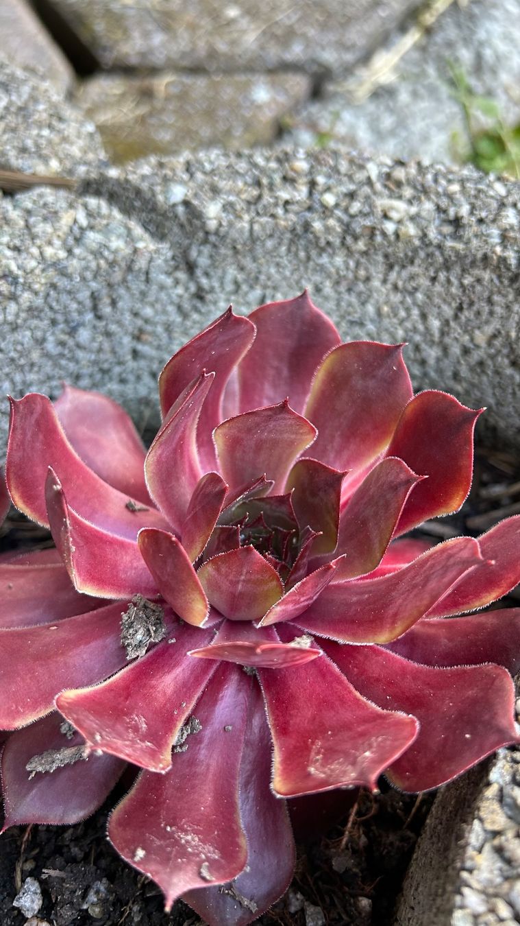 Pflanzen & Samen: Hauswurz / Sempervivum rot 6-7 cm – Neu (gemäss Beschreibung) aus Escholzmatt von Mpowerone 1