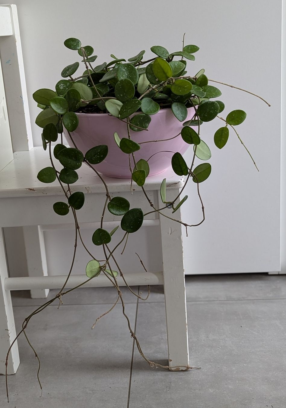 Pflanzen & Samen: Hoya Mathilde  – Gebraucht aus Comano von che_8lc2