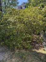 3 Meter hoch Rhododendron