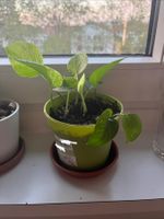 Kleiner goldener Efeu (Epipremnum aureum)