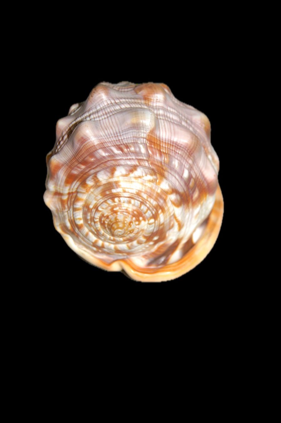 Tutte le decorazioni: Wunderbare Venusmuschel Cypraecassis rufa – Usato da Geroldswil venduto da ARTEFACTO 1