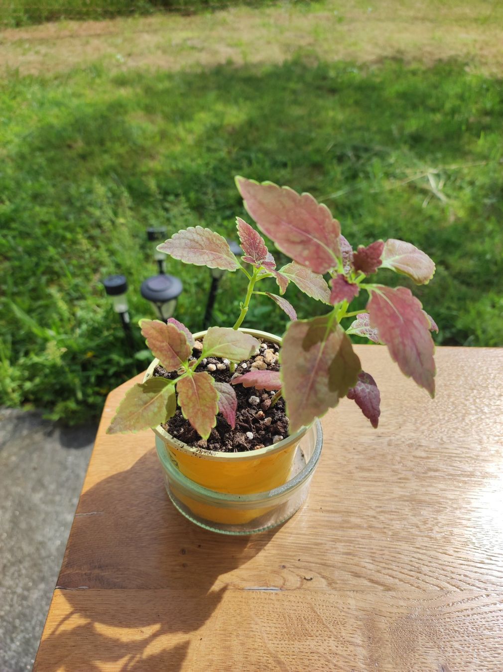 Pflanzen & Samen: Coleus – Gebraucht aus Hasliberg Hohfluh von eva_9895