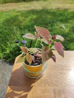 Coleus