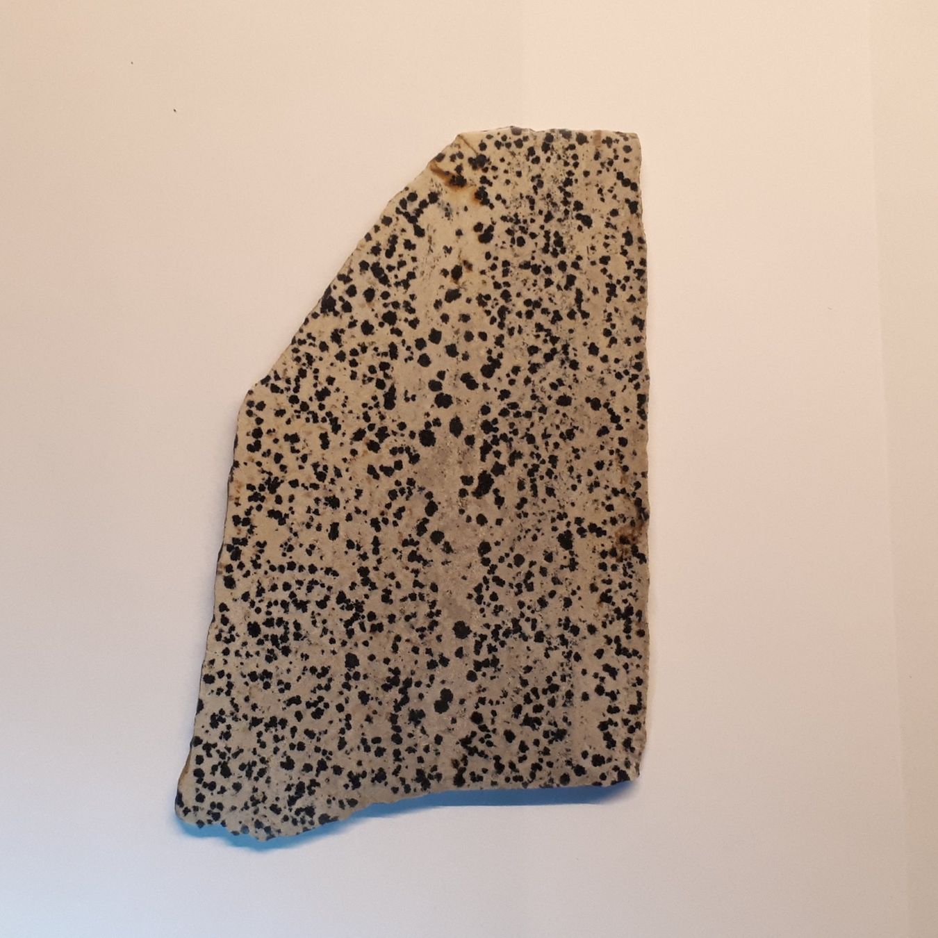 Minerali & Pietre curative: Dalmatiner Jaspis 15x9cm polierte Scheibe Slab – Nuovo (secondo la descrizione) da Pfäffikon ZH venduto da mrstone 1