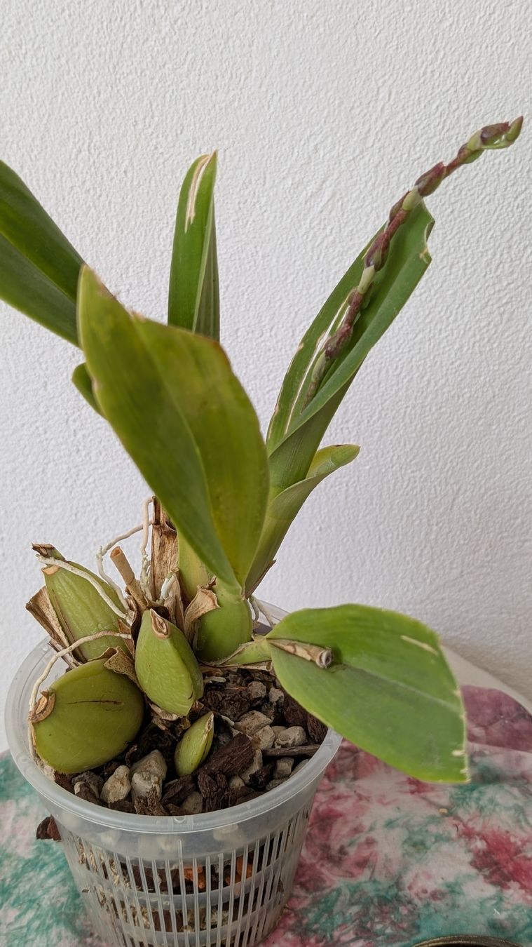 Pflanzen & Samen: Cambria Orchidee – Gebraucht aus Untervaz von Lyraia 2