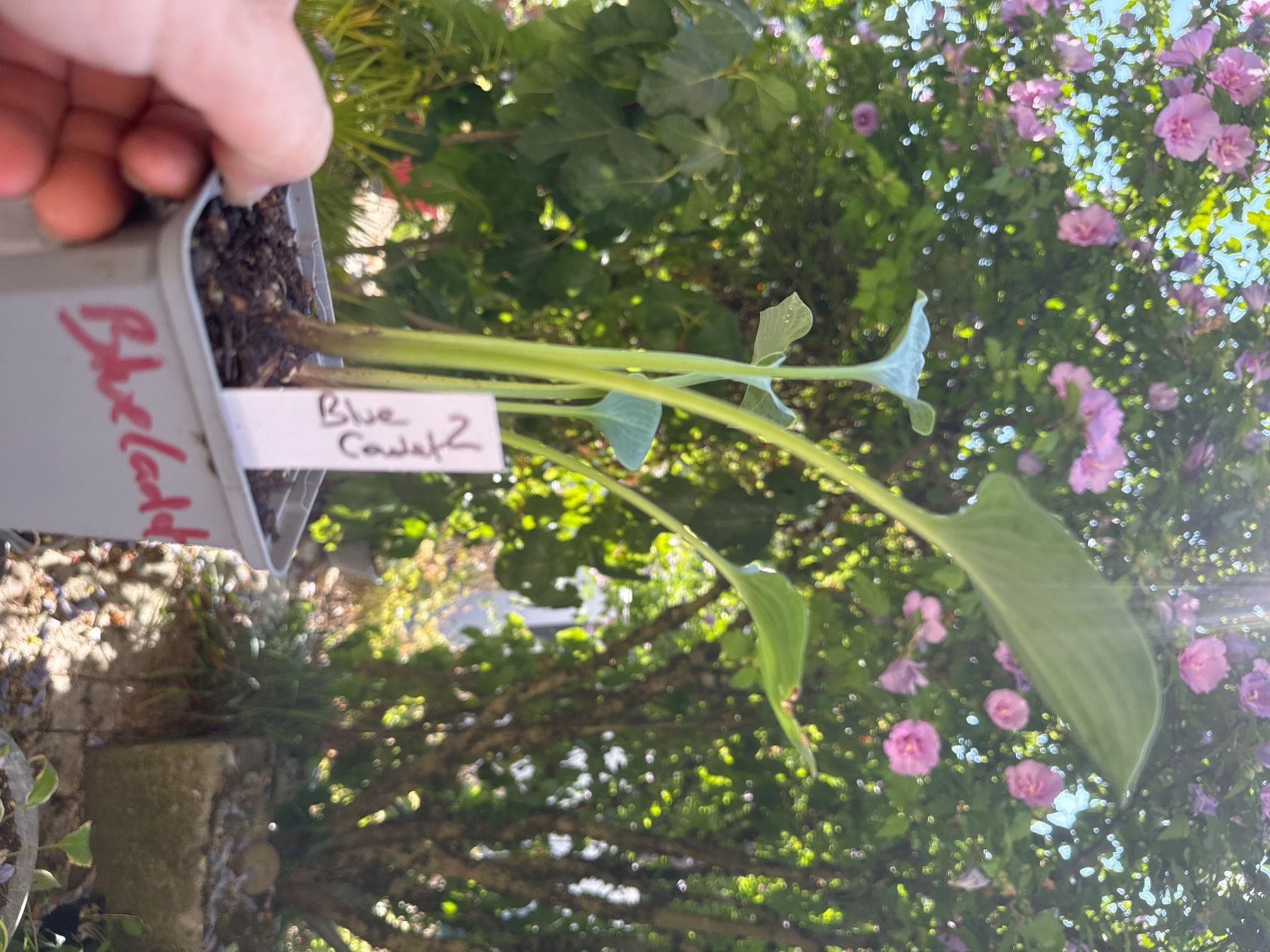 Pflanzen & Samen: Hosta blue cadet 2 – Gebraucht aus Lajoux JU von Briard0