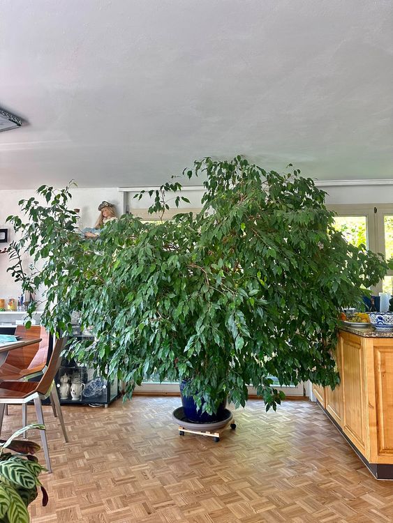 Pflanze / Wohnungspflanze / Indoor plant / Ficus benjamina Kaufen auf