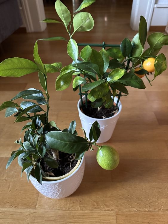 Mini Zitronen / Mandarinen Bäumchen. 2 St (Gebraucht) in Bern für CHF 8 ...