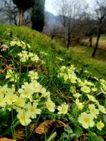 NEU : 20 Setzlinge XL Gemeine Primel gelb (Primula Vulgaris)