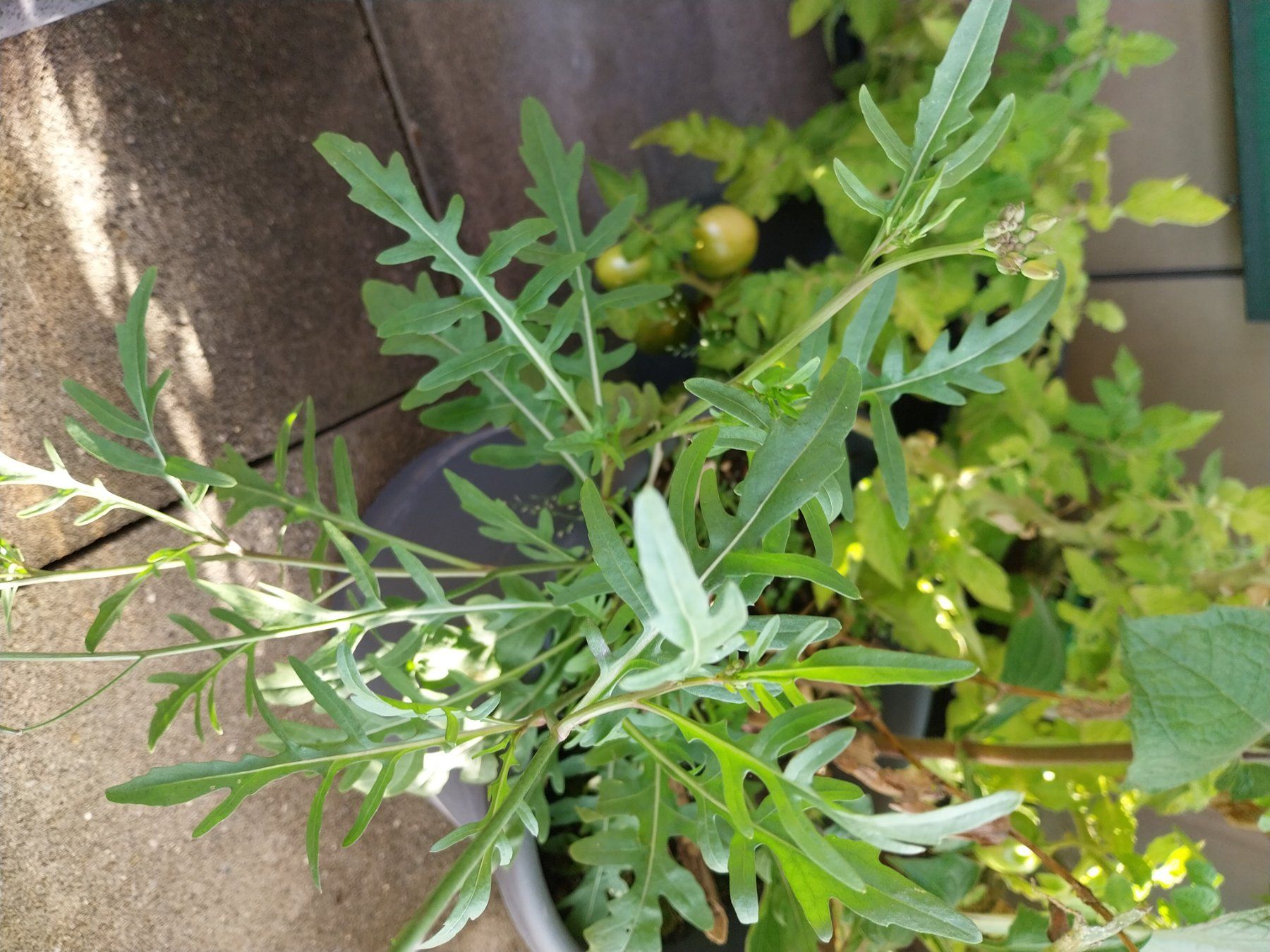 Piante & sementi: Samen Rucola 20stk – Usato da Schwaderloch venduto da bademeister79