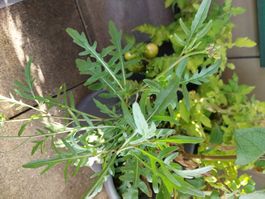 Samen Rucola 20stk