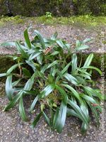 Bulbophyllum Falcatum - Orchidee für Deine Sammlung