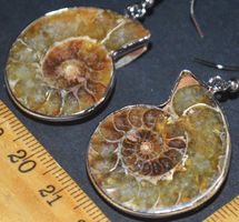 Ohrringe L-4415 – AA Ammonit Fossil – 1 Paar