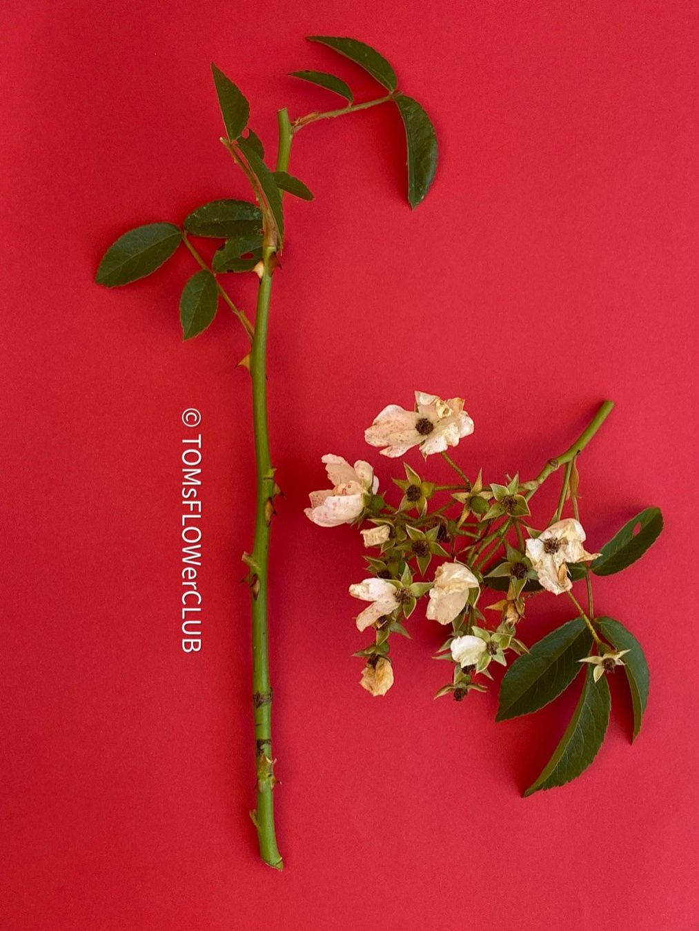 Piante & sementi: Rosenstöckli - Kletterrose - Steckling – Nuovo e nell'imballaggio originale da Adliswil venduto da asTOMas963 3
