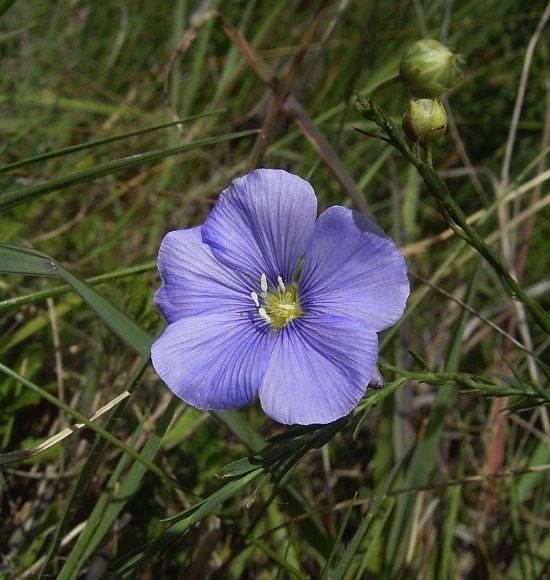 Piante & sementi: LINUM AUSTRIACUM - BLAUE STAUDEN - LEIN - HELLBLAU/BLAU – Nuovo (secondo la descrizione) da Buchs AG venduto da fischli610 6