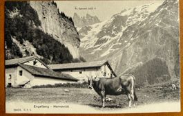 AK: ENGELBERG - Herrenrüti, Kuh