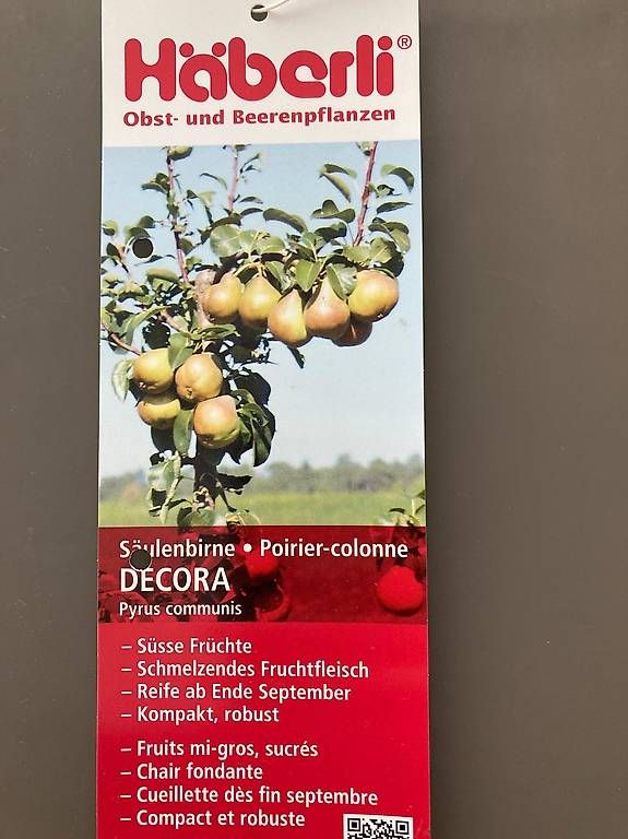 Piante & sementi: Säulenobstbaum Säulenbirne DECORA – Usato da Berg TG venduto da dar_9rc5 1