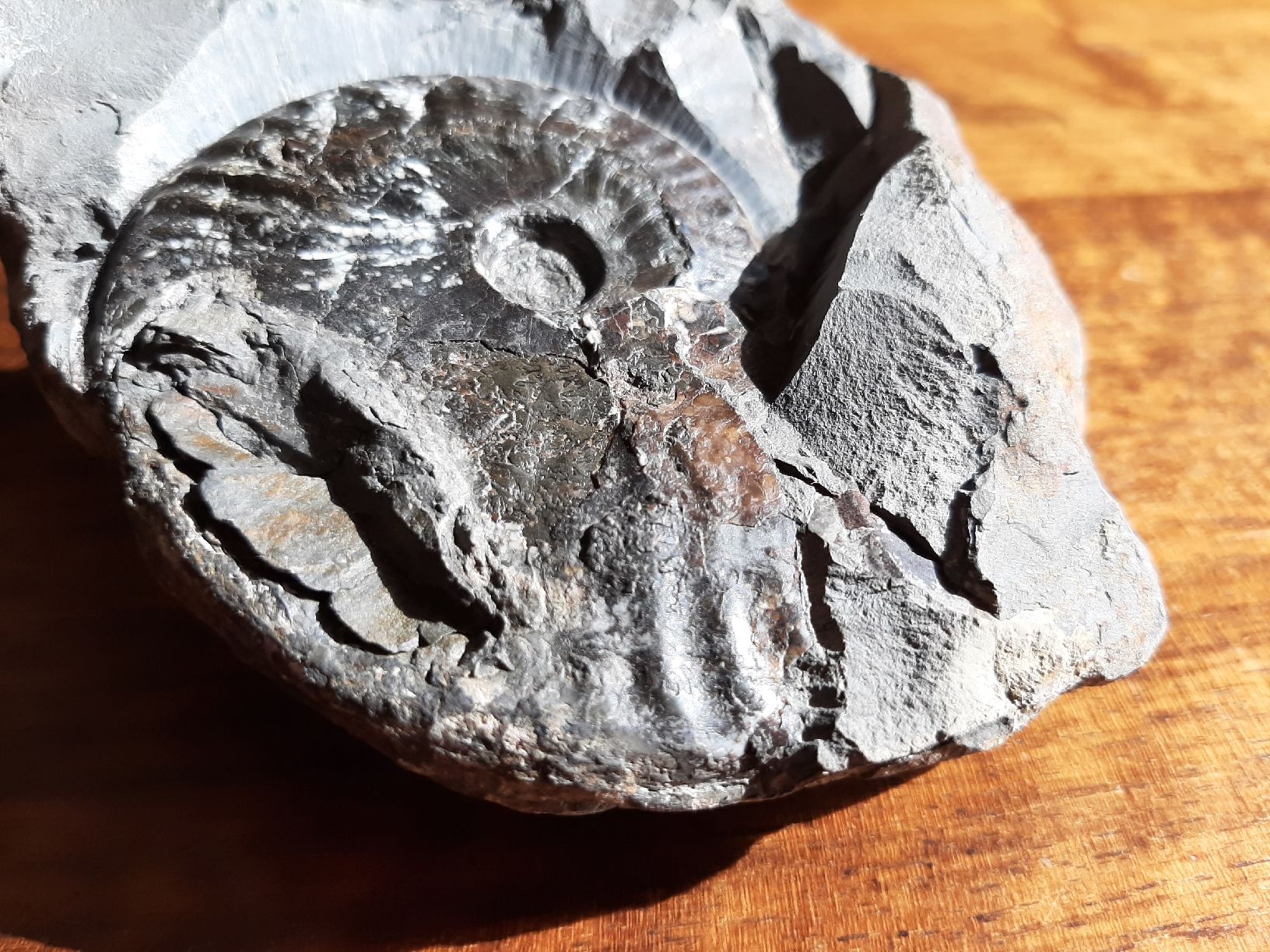 Fossili: Ammonit aus England – Usato da Rickenbach BL venduto da Oktober68 2