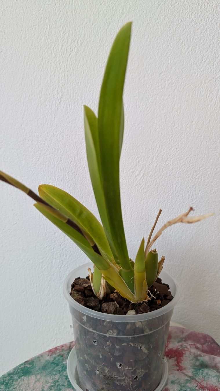 Pflanzen & Samen: Miltonia 'Splash' Orchidee – Gebraucht aus Untervaz von Lyraia 3