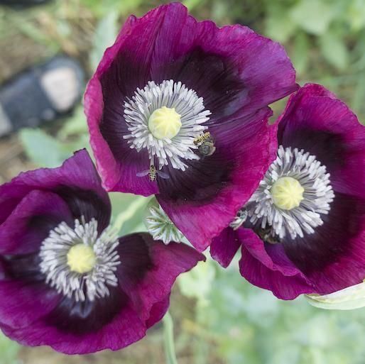 Piante & sementi: 500 Samen Mohn LAUREN'S GRAPE – Nuovo (secondo la descrizione) da Ehrendingen venduto da VerveinaSamen