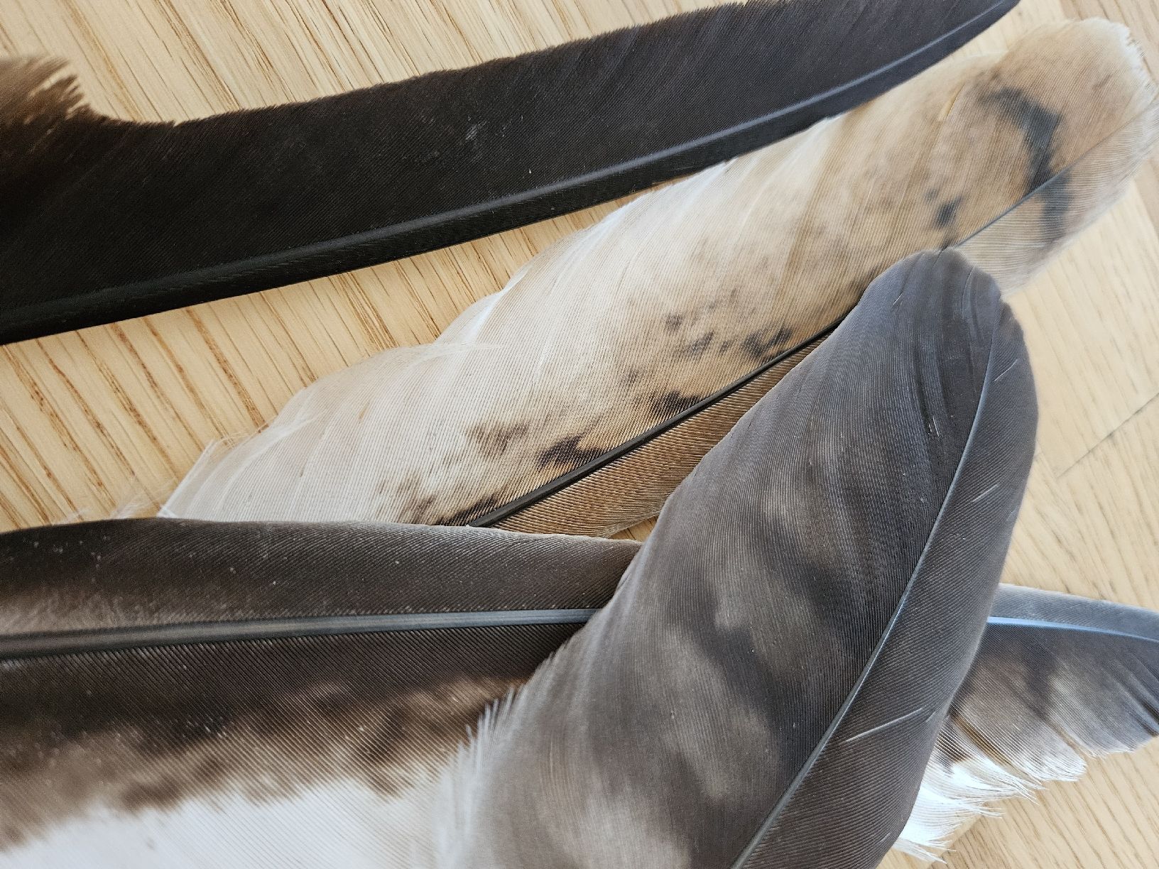 Welt der Tiere: Grosse Federn Rotmilan – Neu (gemäss Beschreibung) aus Wallenwil von luc_mei 1