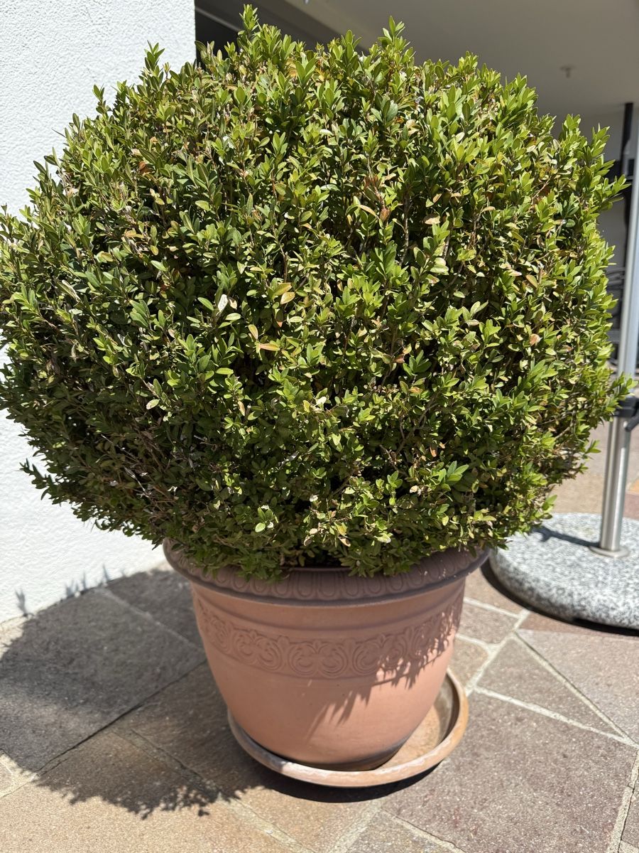 Piante & sementi: Buchskugeln mit Topf / buxus – Usato da Bassersdorf venduto da Buesler7 2