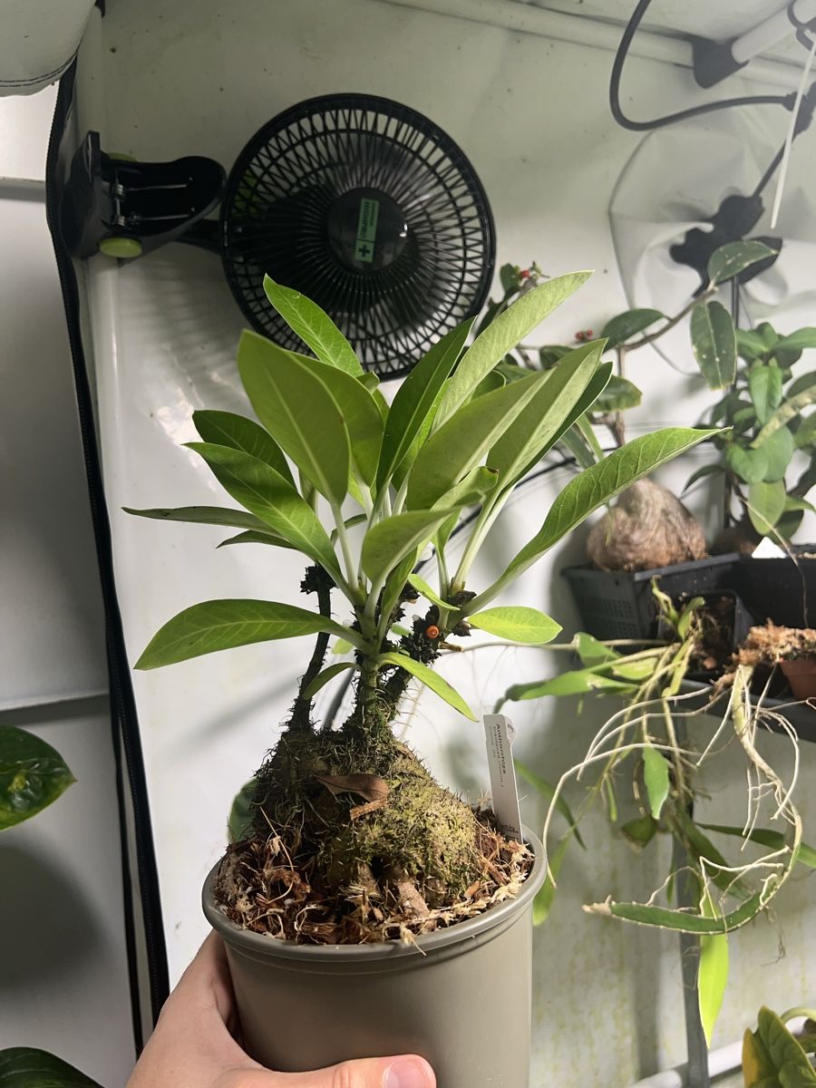 Ameisenpflanzen - Hydnophytum, Myrmecodia, Antorrhiza (Neu (gemss  Beschreibung)) in Kriessern fr CHF 15  mit Lieferung auf Ricardo kaufen