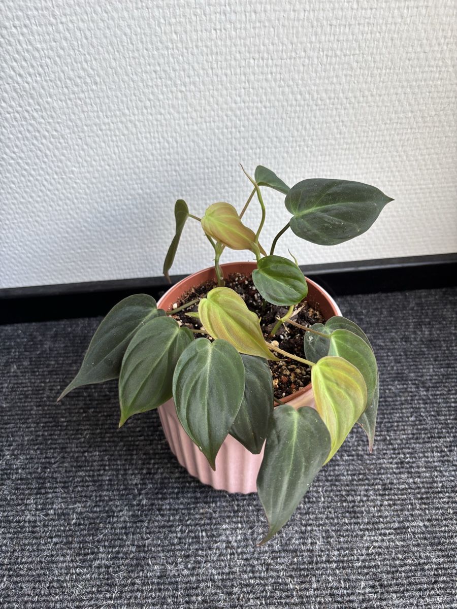 Piante & sementi: Philodendron hederaceum 'Micans' – Usato da Alpnach Dorf venduto da lisa_plants