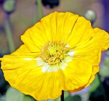 50 Samen  Gelbe Mohnblume «ORIENTAL NUDICAL LEMON»