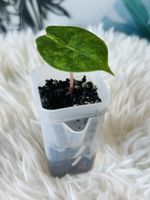 Alocasia Nairobi Nights variegata 