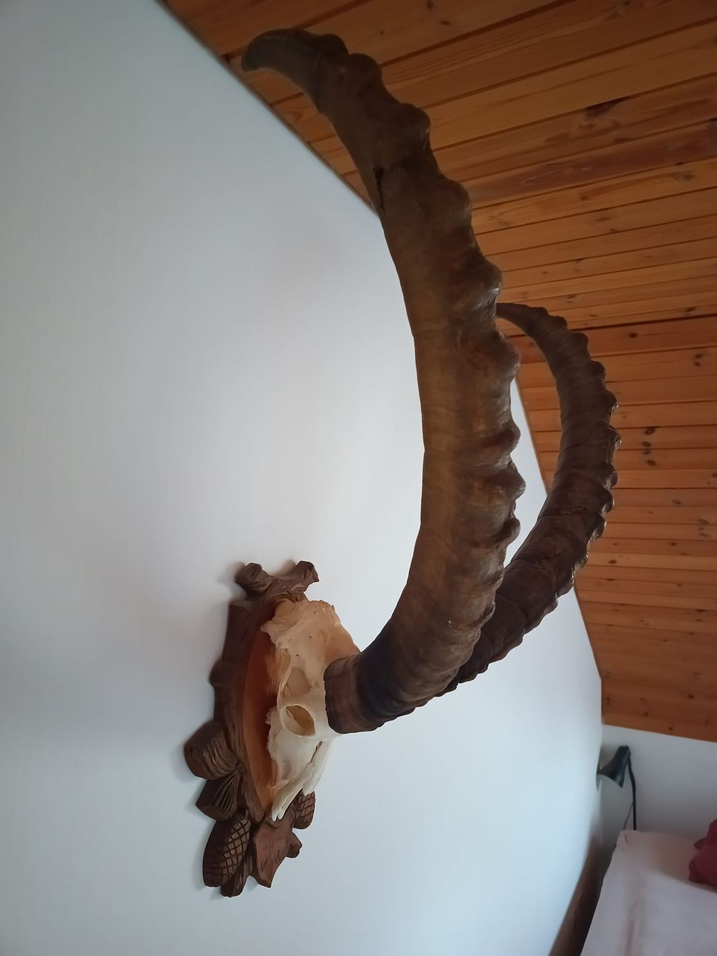 Monde des animaux: Steinbock  12 jährig – D'occasion à Urnäsch par Rothirsch1954 1
