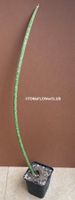 Sansevieria Hallii Lundi Bat - schlang & elegant