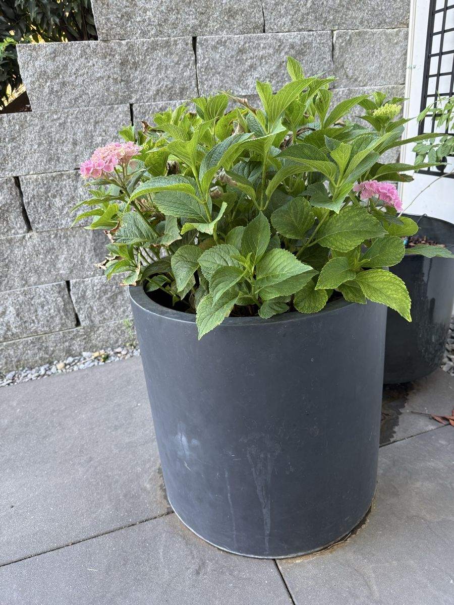 Pots de fleurs: Gartentopf mit Hortensien – D'occasion à Birmensdorf ZH par Fiona88fiona 1