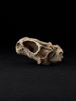 Psittacosaurus sp. Schädel - Jungtier