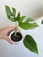 Monstera minima💚
