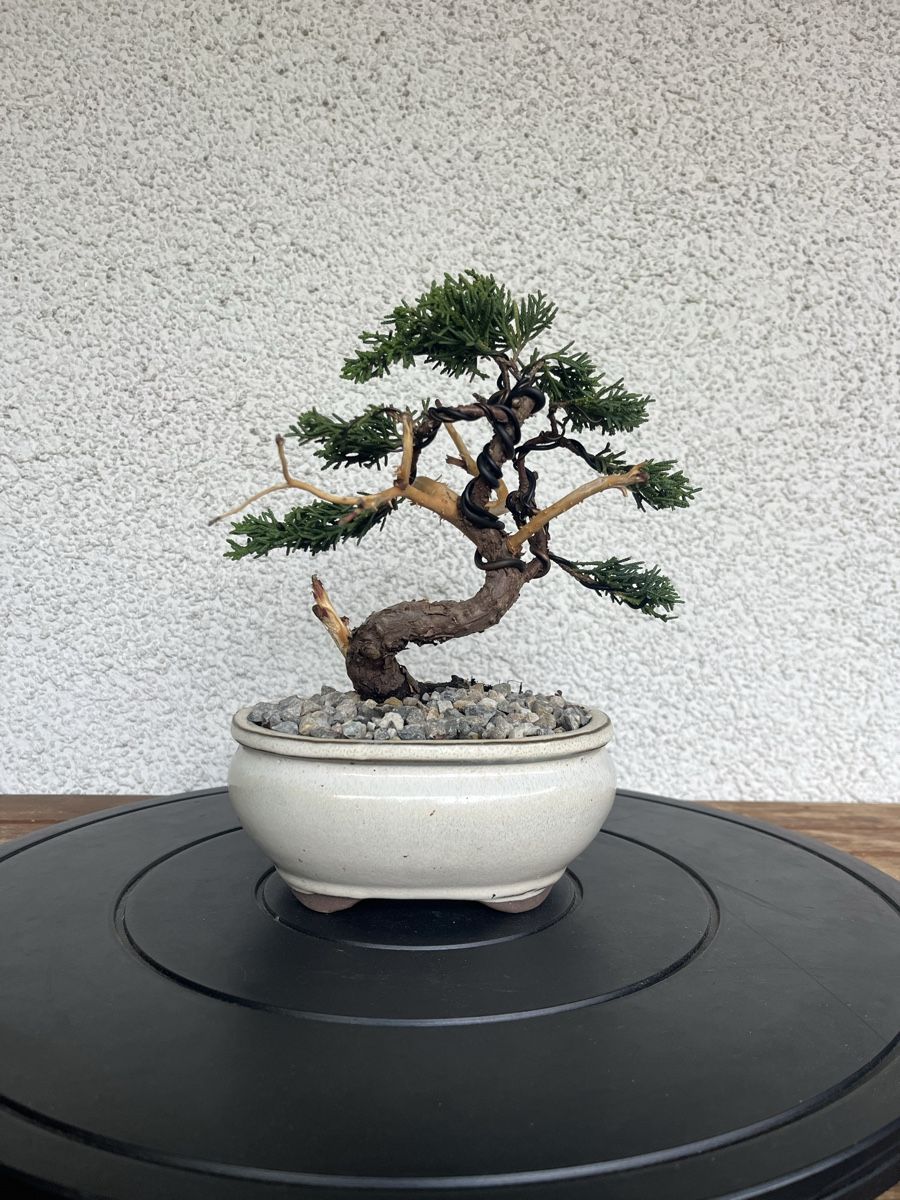 Plantes & graines: Wacholder Bonsai  – Neuf (Voir description) à Hettlingen par BonsaiNaturist.com 1