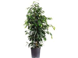 Ficus benjamina