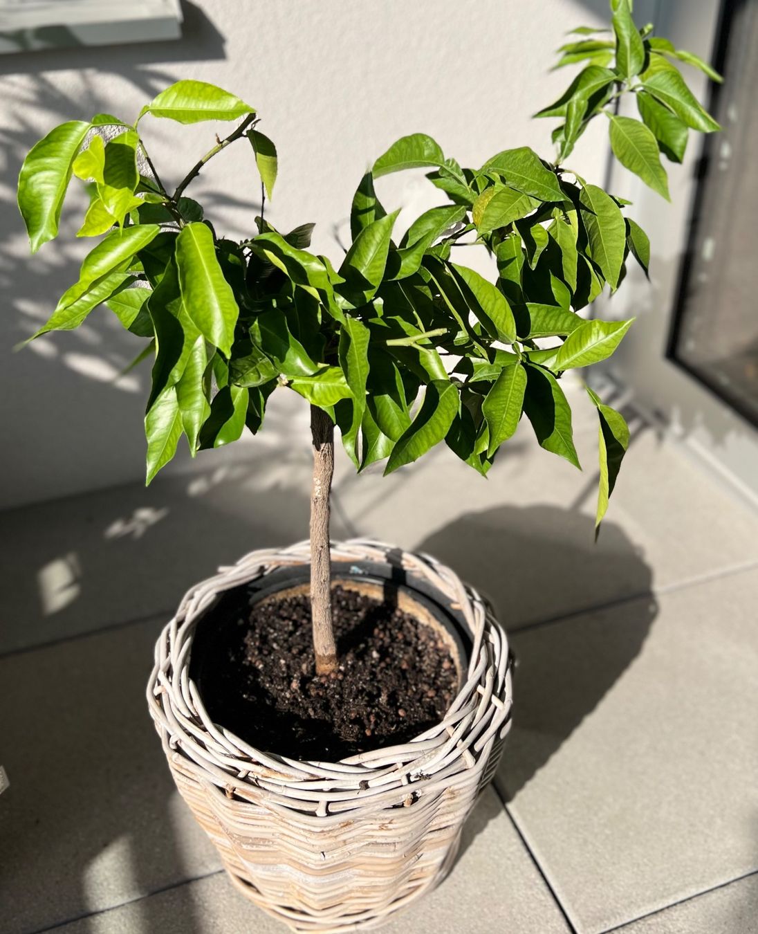 Piante & sementi: 🍊Orangenbaum ~85cm – Usato da Glattpark(Opfikon) venduto da ste_n99y 2