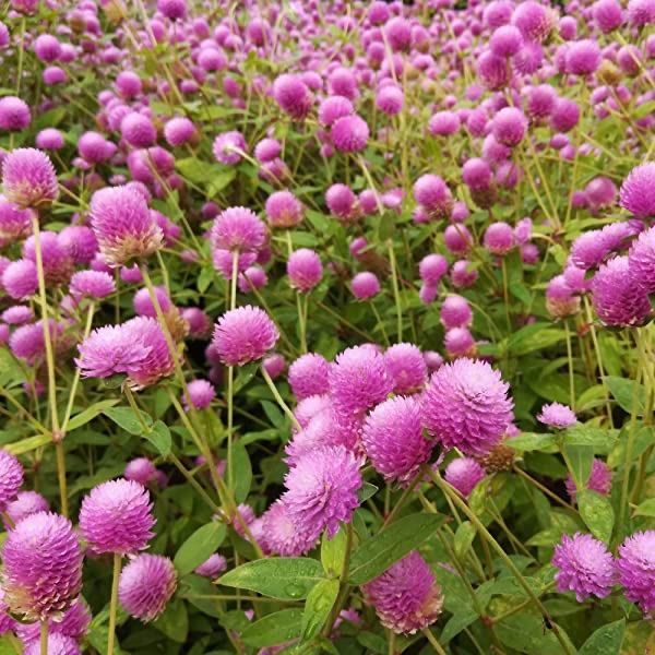 Piante & sementi: 50 Samen Kugelamarant Gomphrena LILAC Samen – Nuovo (secondo la descrizione) da Ehrendingen venduto da VerveinaSamen 2