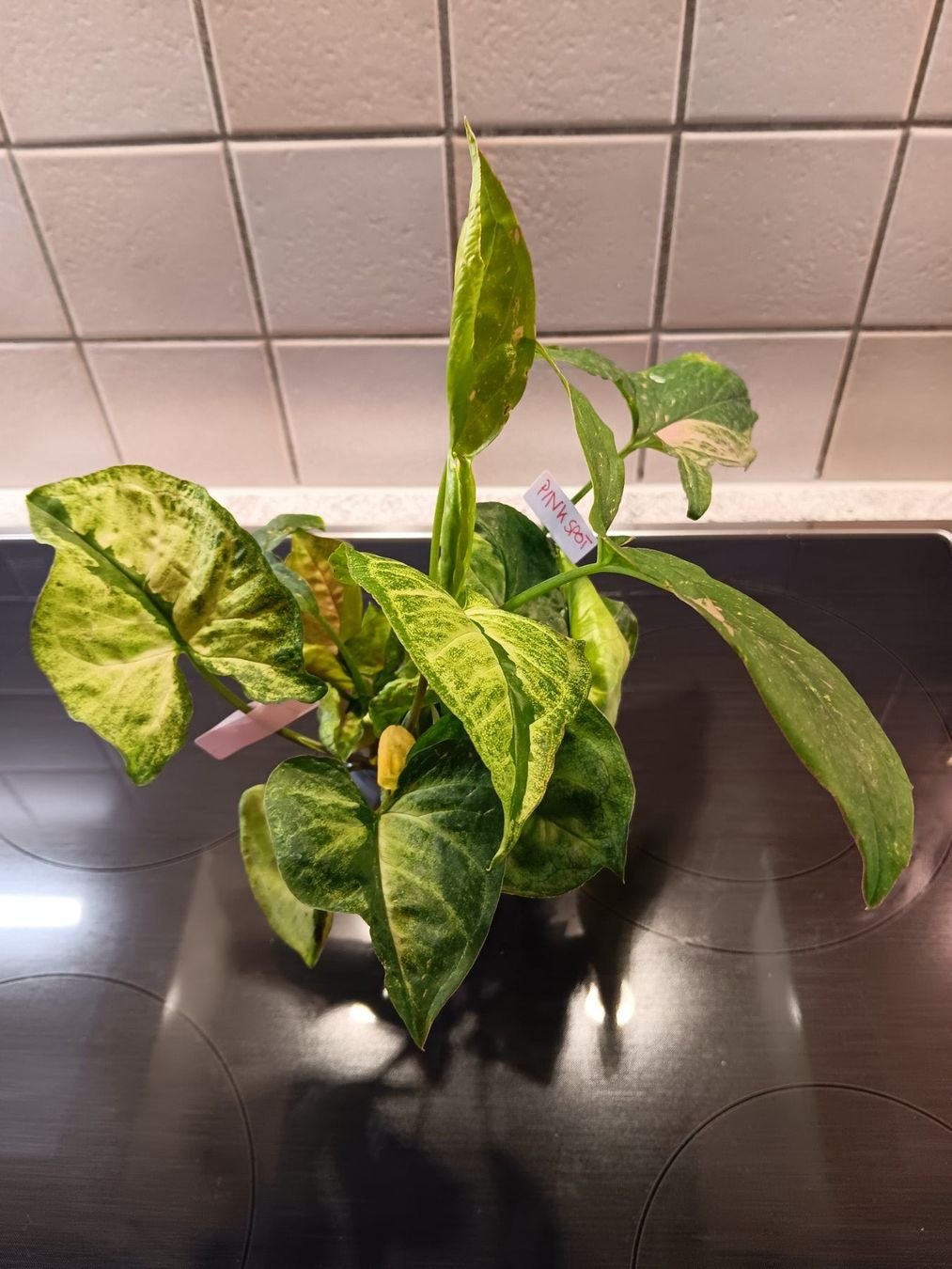 Piante & sementi: Syngonium Paket – Usato da Neerach venduto da Pudelmax