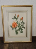 Botanische Illustration „Madame Edouard Herriot“